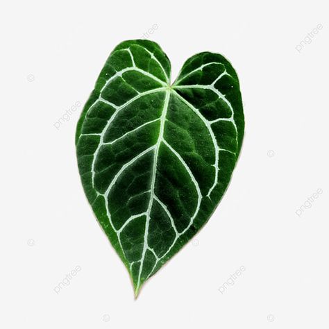 Crystallinum Anthurium, Anthurium Tattoo, Green Anthurium, A Level Art Themes, Anthurium Crystallinum, Betel Leaf, Leaves Sketch, Leaf Png, Tropical House Plants