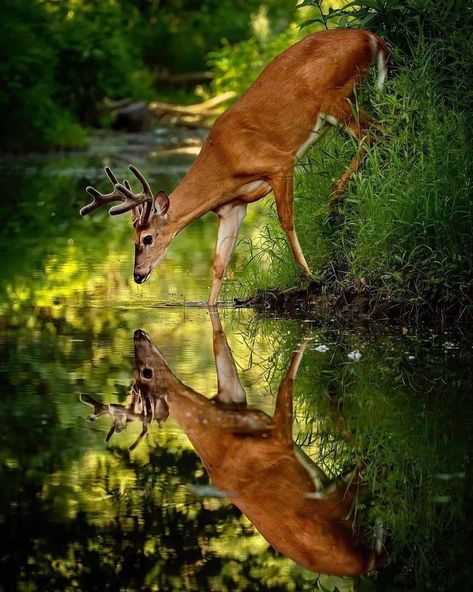 Water Reflections, A Deer, Animal Wallpaper, Mirror Image, Animal Photo, In Water, Natural World, Animal Photography, Animal Drawings