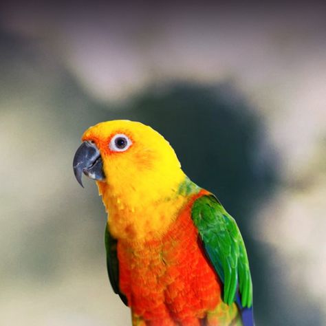 Jenday Conure, Flying Animals, Birds For Kids, Conure Parrots, Sun Conure, Australian Birds, Funny Birds, Pet Bird, Exotic Birds