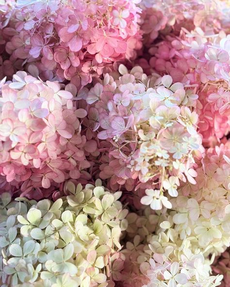 Flower focus: 🎀 Hydrangea Paniculata 🎀 (Pronounced similar to Piña Colada) Aka: Panicle Hydrangea Aka: Fairy Floss Flower Aka: Piña Colada We are going to miss these babies- we used them a lot this Summer in all their shades of white, pinky green, pinky white, pink, pinky burgundy. Soo pretty 🤍🎀💕 Floss Flower, Panicle Hydrangea, Hydrangea Paniculata, Fairy Floss, Pink Hydrangea, Sydney Wedding, Shades Of White, Pina Colada, Wedding Florist