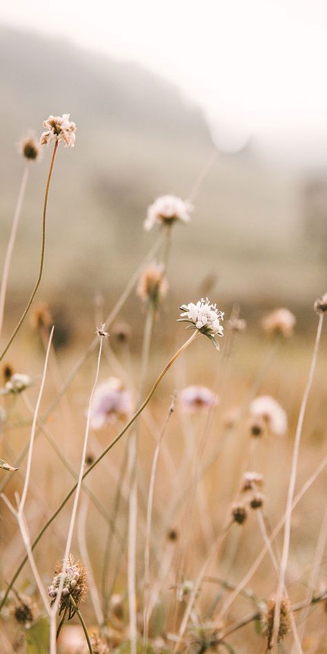 Image Zen, Wallpaper Flower, Flower Background Wallpaper, Pastel Wallpaper, Alam Yang Indah, Nature Aesthetic, South Australia, Flower Backgrounds, Aesthetic Backgrounds