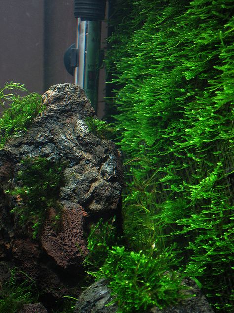 christmas moss wall Aquarium Moss Wall, Christmas Moss Aquarium, Axolotl Tank, Aquascaping Plants, Freshwater Plants, Wall Aquarium, Live Aquarium Plants, Indoor Water Garden, Aquascape Design