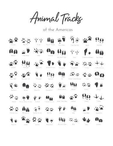 Animal Tracks Printable Free, Animal Tracks Activities, Bead Loom Kits, Children Sketch, Animal Tracks, Nature Walk, Australian Animals, Mini Lessons, Bead Loom