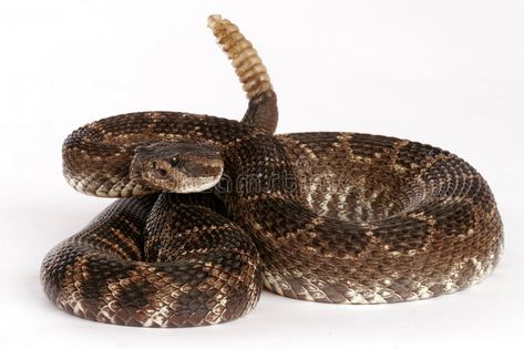 Southern Pacific Rattlesnake. (Crotalus viridis helleri). Poised to strike. Fast , #spon, #helleri, #viridis, #strike, #Poised, #Pacific #ad Viper Snake, Magazine Design Inspiration, Southern Pacific, Snake Venom, Magazine Design, Venom, Reptiles, Decorative Wicker Basket, Stock Images