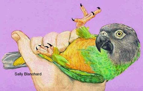 Prismacolor Drawing, Senegal Parrot, Parrot Drawing, Parrots Art, Commission Portrait, Wild Birds, Artist Names, Pencil Drawing, Bird Art