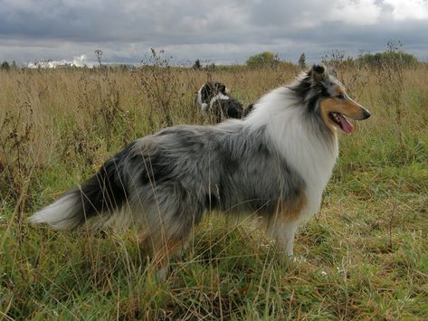 Rough Collie Blue Merle, Best Farm Dogs, Blue Merle Collie, Rough Collies, Animal Photoshoot, Beautiful Dog Breeds, Sheltie Dogs, Dog Poses, Rough Collie