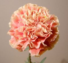 Mambo Carnation Vet Tattoo, Carnation Bouquets, Colombian Flowers, Carnation Colors, Dianthus Caryophyllus, Carnation Flowers, Flower Varieties, Rose Fushia, Garden Flower Beds