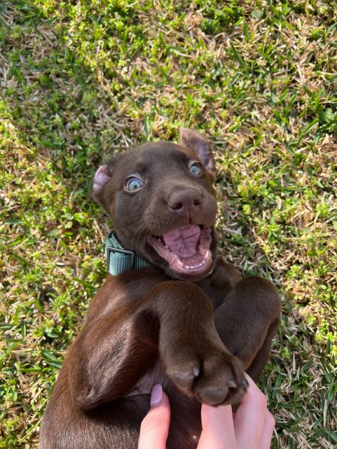 Big Brown Dog, Chocolate Dogs, Cowboy Casanova, Chocolate Dog, Brown Labrador, Chocolate Labs, Chocolate Labrador Retriever, Dream Dog, Very Cute Dogs