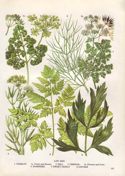 Vintage Herb Botanical Print Food Plant Chart Art by AgedPage Herbs Illustration, Trendy Plants, Illustration Botanique, Vintage Drawing, Vintage Botanical Prints, Plant Drawing, Plants And Flowers, Botanical Drawings, Plant Illustration