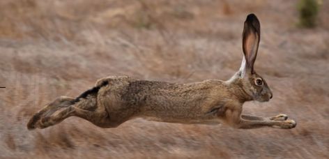 Rabbit Species, Rabbit Pose, Rabbit Jumping, Mountain View California, Hare Painting, Hare Print, Rabbit Run, Fox Dog, Jack Rabbit