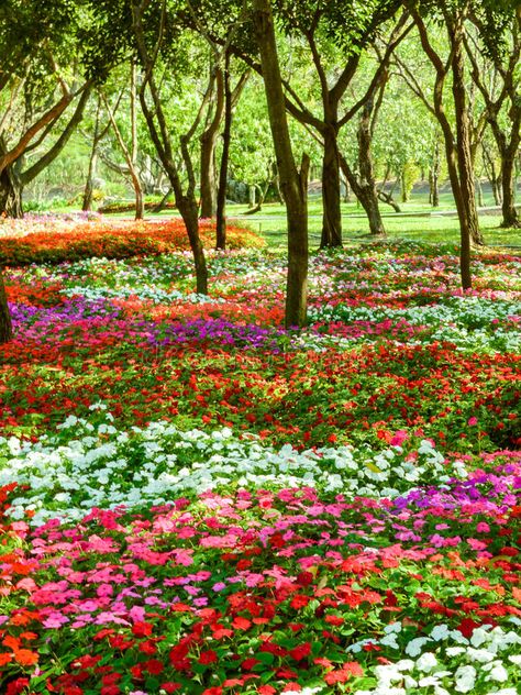 Flower garden. In thailand , #sponsored, #Flower, #garden, #thailand #ad Thailand Garden, Thailand Flowers, Flower Tower, Branding Inspiration, Botany, Flower Garden, Thailand, Tower, Stock Images