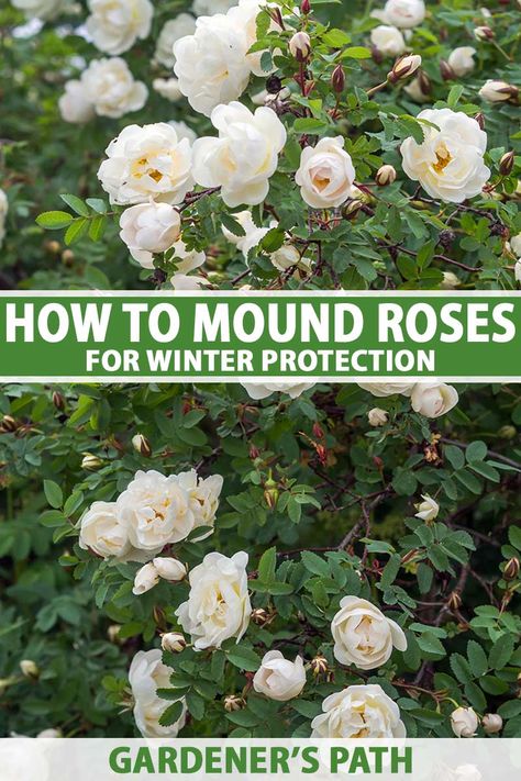 Nature Based Learning, Rose Plant Care, Vegetable Benefits, Rose Bushes, Rose Care, Winter Rose, David Austin Roses, Planting Roses, David Austin