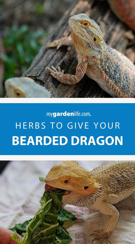 Diy Reptile Hide Bearded Dragon, Bearded Dragon Dig Boxes Ideas, Bearded Dragon Enrichment, Crochet Bearded Dragon, Bearded Dragon Enclosure Ideas, Bearded Dragon Food List, Diy Bearded Dragon Enclosure, Herb Ideas, Bearded Dragon Terrarium Ideas