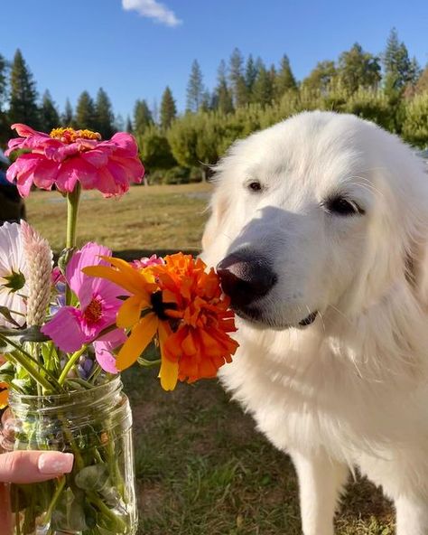 Great Pyrnesse, Great Pyrenees Aesthetic, Pyrenees Puppies, Great Pyrenees Puppy, Maremma Sheepdog, Pyrenees Dog, Great Pyrenees Dog, Farm Dogs, Puppies And Kitties