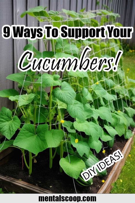 9 Ways To Support Your Cucumbers! - Mental Scoop Cucumber Garden Ideas, Cucumber Planting Ideas, Trellis Cucumbers, Cucumber Plants Trellis, How To Trellis Cucumbers, Trellis For Cucumbers, Cucumber Trellis Ideas, Cucumber Support Ideas, Staking Cucumber Plants