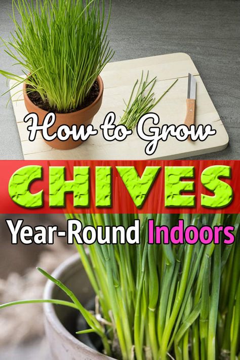 Growing Chives Indoors is easy. Doing this will give you an option of a fresh year-round harvest of this herb. Growing Chives Indoors, How To Plant Chives, Growing Oregano Indoors, Planting Chives, Chives Growing, How To Grow Chives, Grow Chives, Growing Chives, Indoor Herbs