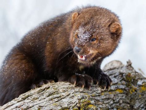 Dave Corns on Instagram: "Mustelid Monday: the big, feisty fisher or fisher cat. #mustelidmonday #mustelid #mustelidae #notmyphotograph #fisher" Fisher Cat Pictures, Fisher Animal, Fisher Cat, Pine Marten, Forest Habitat, Animal Reference, Taxidermy Mounts, Cat Oc, Cat Skull