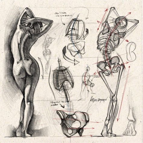 Rim Umyarov, Analytical Drawing, Drawing Basics, Human Body Drawing, A Level Art Sketchbook, Gaming Anime, Human Anatomy Drawing, Body Sketches, Manga Drawing Tutorials