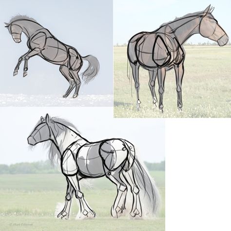 Gonna run screaming into the woods — Would you ever do a simple tutorial of how you... Horse Study, Horses Drawing Reference, Horse Tutorial, Draft Horses Drawing, Horse Reference Drawing, Horse Drawing Tips, How To Draw Horses, Horse Shading Tutorial, How To Draw Horse