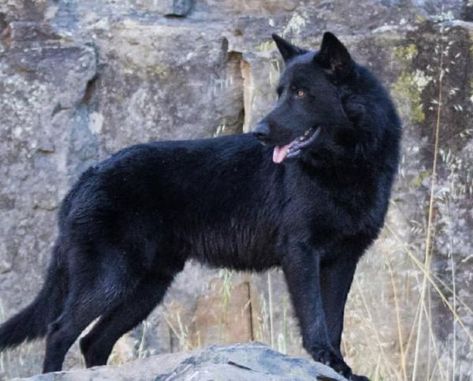 CALUPOH o PERRO LOBO MEXICANO - Características, carácter y cuidados Wolf With Blue Eyes, Mexican Wolf, Police Canine, Dog Organization, Scary Dogs, Fancy Dog, Street Dogs, Cute Dog Pictures, Water Dog