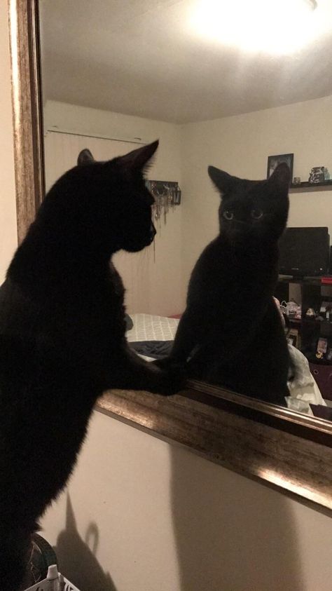 Who dat cat in the mirror?!? Cat Mirror Pic, Cat Taking Mirror Selfie, Cat Looking In Mirror, Eldritch Horrors, Goofy Cat, Playlist Pics, Eldritch Horror, Who Dat, Cat Pictures