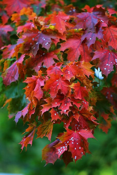 Maple, Tree, Red, Leaves, Nature, Autumn, Golden Autumn Arch Aesthetic, Nature Autumn, Garden Bugs, Golden Autumn, Belle Nature, Blue Planet, Paper Tree, Red Leaves, Autumn Nature