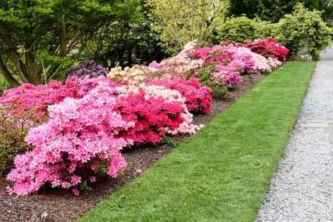 35 Best Landscaping Plants That Will Grow Perfectly Around Your Home Evergreen Foundation Plants, Best Landscaping Plants, Evergreen Foundation Planting, Front Garden Ideas, Lily Turf, Colorful Shrubs, Front Yard Landscape, Back Yards, Perennial Grasses