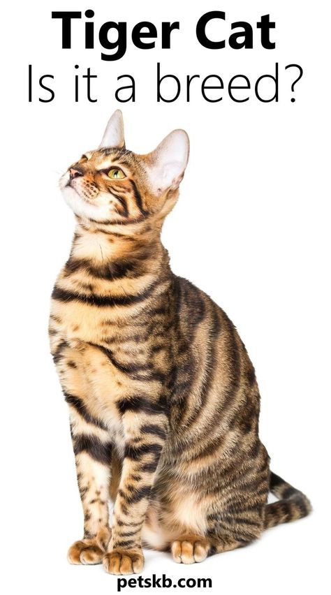 A domestic cat that looks like a mini tiger. Tiger Striped Cat, Types Of Cats Breeds, Striped Cats, Toyger Cat, Cat Guide, Best Cat Breeds, Asian Leopard Cat, Cat Ownership, Serval Cats