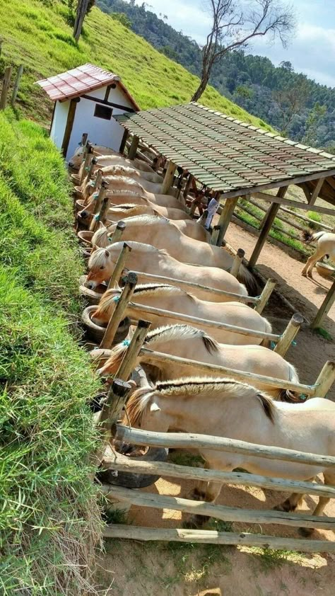 Equine Stables, Norwegian Fjord Horse, Horse Feeder, Horse Paddock, Horse Farm Ideas, Diy Horse Barn, Horse Barn Ideas Stables, Horse Barn Designs, Horse Shelter