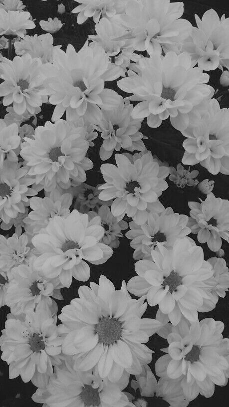 White And Black Asthetics Photos, Black And White Spring Aesthetic, Black And White Photography Flowers, Black And White Flower Aesthetic, Black And White Flowers Aesthetic, Widgetsmith Ideas Black, Black N White Flowers, Gray Flowers Wallpaper, Flower Asthetics Photos