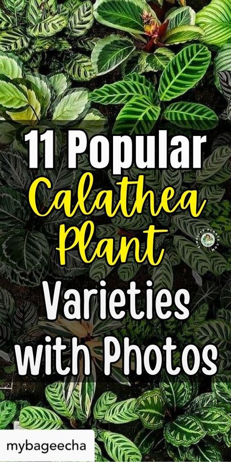 "Discover the 11 most popular types of Calathea plants with stunning pictures in our latest guide on Simplify Plants. Explore the diverse Calathea plant varieties and learn about their unique features and care tips. From vibrant leaf patterns to varying sizes, this comprehensive list of Calathea types will help you choose the perfect addition to your indoor garden. Dive into the world of Calathea varieties and elevate your plant collection today!" Maranta Plant Varieties, Calathea Plant Varieties, Calathea Types, Calathea Varieties, Calathea Orbifolia, Calathea Plant, Plant Varieties, Leaf Patterns, Plant Aesthetic