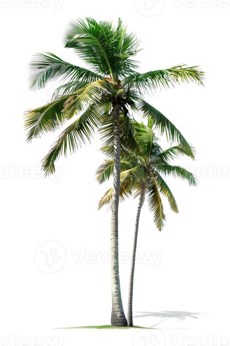 Twin coconut palm tree, isolated against a transparent background Palm Tree Printable, Palm Tree Png, Coconut Palm Tree, Coconut Palm, Tree Saw, Wedding People, Heart Tree, Cityscape Photos, Nature Backgrounds