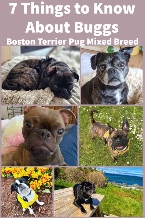 7 Things to Know About Buggs (Boston Terrier Pug Mixed Breed) Bugg Dog Breed, Pug Boston Terrier Mix Bugs, Pug Mixed Breeds, Terrier Mix Breeds, Boston Bull Terrier, Pug Cross, Boston Terrier Pug, Pug Mix, Boston Terrier Puppy