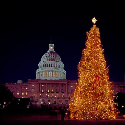 22 interesantes curiosidades sobre la Navidad que desconocías Washington Dc Christmas, Dc Christmas, National Christmas Tree, Christmas Wallpaper Hd, Christmas Tree Images, White House Christmas, Christmas Light Displays, Holiday Market, Capitol Building