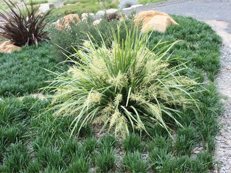 Best Plants for Erosion Control - Project | ODS Plants To Prevent Erosion, Plants For Erosion Control, Erosion Control Plants, King Alfred, Plant Breeding, Erosion Control, Garden Compost, Best Plants, Diy Landscaping