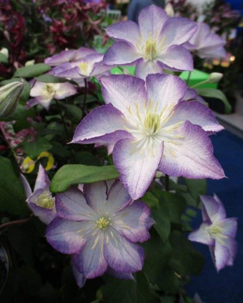 Clematis 'Lucky Charm' Clematis Flower Aesthetic, Clematis Aesthetic, Nature Crown, Clematis Flower, Painting Reference, Clematis, Lucky Charm, Pretty Flowers, White Silver