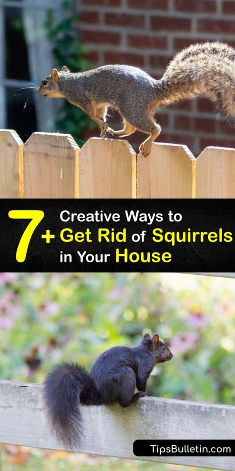 Squirrel Trap Diy, Squirrel Trap, Get Rid Of Chipmunks, Raccoon Repellent, Squirrel Repellant, Squirrel Repellent, Get Rid Of Squirrels, Roof Eaves, Squirrel Proof Bird Feeders