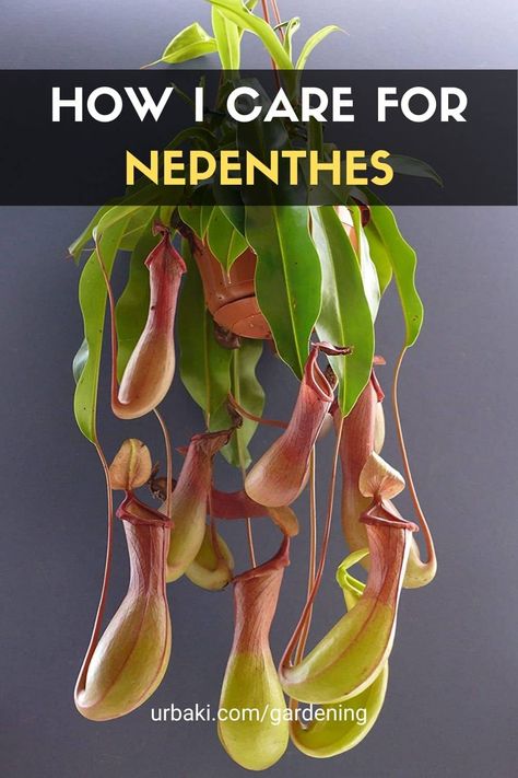 Nepenthes Terrarium, Diy Plant Food, Nepenthes Pitcher Plant, Pitcher Plant Care, Carnivorous Plants Care, Bromeliads Garden, Carnivorous Plants Terrarium, Wishlist Plants, Pitcher Plants