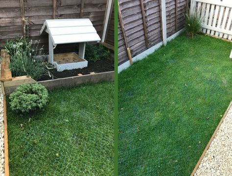 A case study from a past customer who installed our grass mesh on the grass next to his chicken coop after finding that his chicken enjoyed digging up and ruining his grass. Grass In Chicken Coop, Inside Chicken Coop, Chicken Enclosure, Mums Garden, Puppy Pads Training, Chicken Pen, Backyard Farm, Growing Grass, Dog Potty