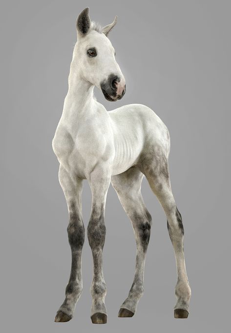 Horse Foal Drawing, Horse Pose Reference, Horse Poses Reference, Horse Reference Photos, Foal Drawing, Stylized Horse, Horse Head Drawing, Foal Horse, Horse Poses