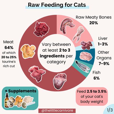 Calculator: raw diet for cats — The Little Carnivore Raw Food Diet For Cats, Raw Diet For Cat, Raw Cat Diet, Raw Food Cat, Cat Raw Diet, Raw Food For Cats, Raw Diet For Cats, Raw Feeding Cats, Cat Raw Food Diet