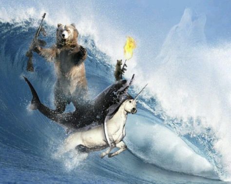 Bear on unicorn Newest Memes, Riding A Unicorn, Ad Art, We Bare Bears, Great White Shark, Great White, Arte Animal, A Unicorn, Memes Funny