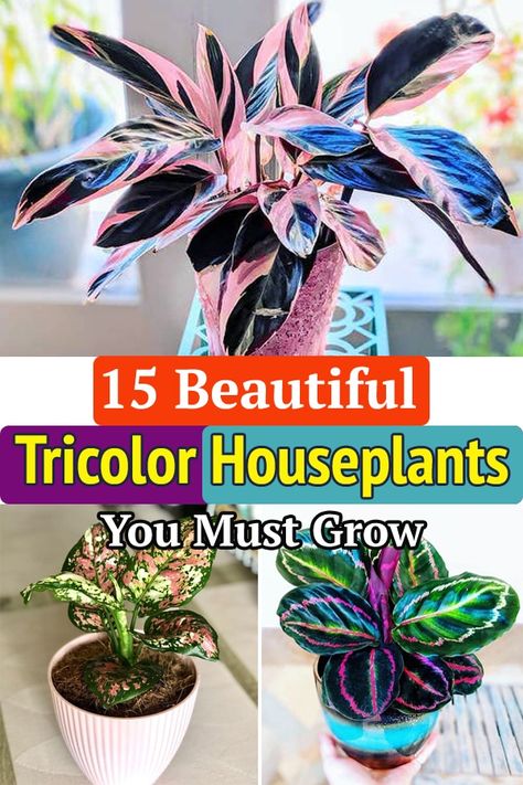 Indoor Plants Colorful, Colorful House Plants Indoor, Blooming House Plants, Colorful Plants Indoor, Prettiest House Plants, Coolest House Plants, Variegated House Plants, Dirt Babies, Indoor Plant Display Ideas