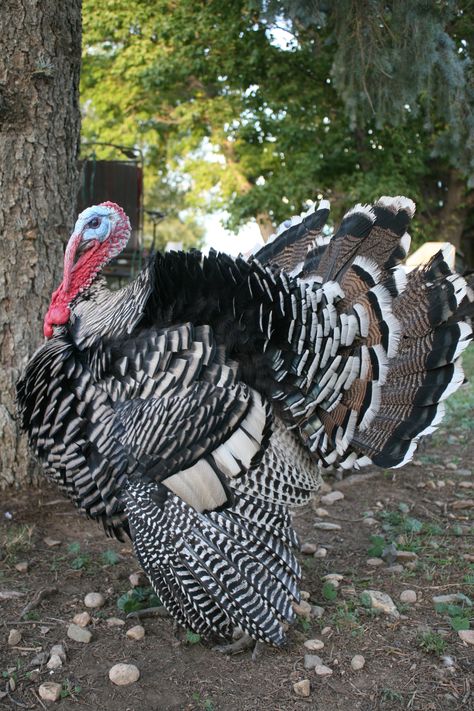 This is Nelson he is my 6 month old Narragansett Turkey strutting his stuff Narragansett Turkey, Squirrel Feeder Diy, Turkey Breeds, Rhode Island Red Chickens, Gamebirds, Turkey Images, Tom Turkey, Dad Photo, Turkey Art