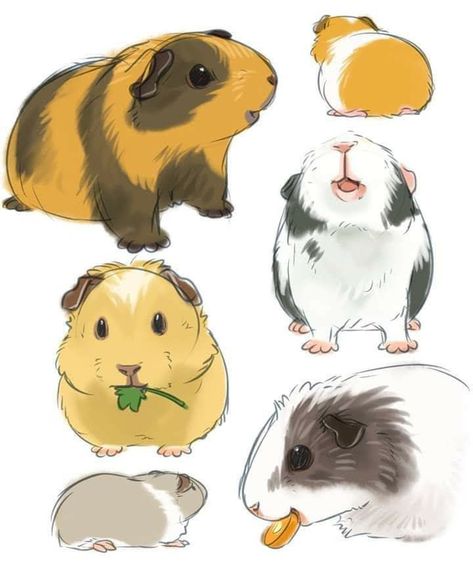 Gineau Pig Drawing, Cartoon Guinea Pigs, How To Draw Guinea Pigs, Cute Guinea Pig Drawings, Guinea Pig Wallpaper, Guinea Pig Tattoo, Guinea Pig Drawing, Guinea Pig Illustration, Pig Sketch