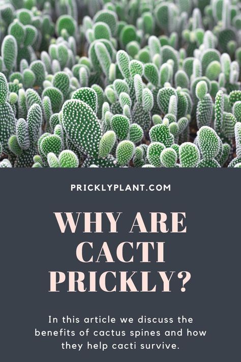 Why are cacti prickly? In this article we discuss the benefits of cactus spines and how they help cacti thrive in harsh desert environments. #pricklyplant #cacti #cactiandsucculents #cacticacti #cactus Benefits Of Cactus, Cactus Facts, Desert Owl, Kinds Of Cactus, Cactus Seeds, Small Umbrella, Planting Pots, Desert Environment, Desert Life