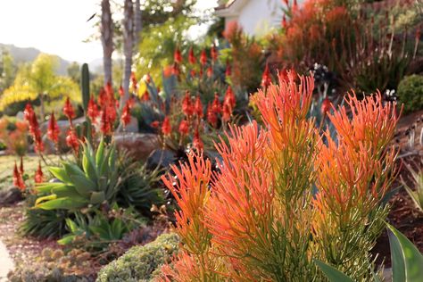 How to Prune and Handle Euphorbia tirucalli 'Sticks on Fire' | Debra Lee Baldwin Sticks On Fire Succulent, Fire Sticks Succulent, Granitic Sand, Rock Backyard, Desert Plants Landscaping, Moroccan Patio, Florida Plants Landscaping, Arizona Garden, Garden Renovation