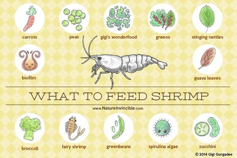 Shrimp Drawing, Pet Shrimp, Fish Facts, Fish Tank Themes, Cherry Shrimp, Fish Tank Terrarium, Cool Fish Tanks, Tropical Freshwater Fish, Betta Fish Care