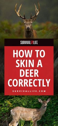 How To Skin A Deer Correctly Field Dressing A Deer, Deer Butchering, Hunting Packs, Hunting Guide, Deer Hunting Tips, Deer Hunting Gear, Deer Meat, Hunting Tips, Turkey Hunting