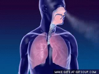 Respiratory System Gif Breathing Gif, Intestines Anatomy, Respiratory System Anatomy, Nerf Vague, Human Body Activities, Science Anchor Charts, Pulmonology, Human Body Anatomy, Leader In Me